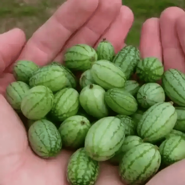 Semințe de Cucamelon –  Castravete mexican