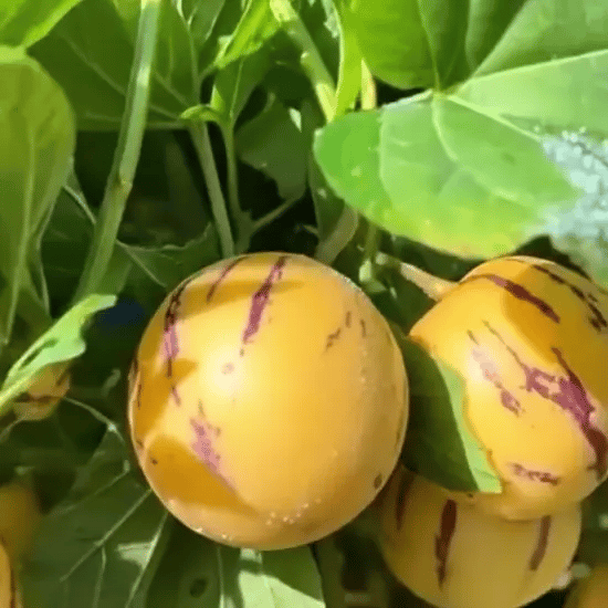 Semințe Pepene Exotic – Pepino
