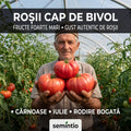 Roșii Cap de Bivol – Zemoase, Cărnoase și Pline de Gust