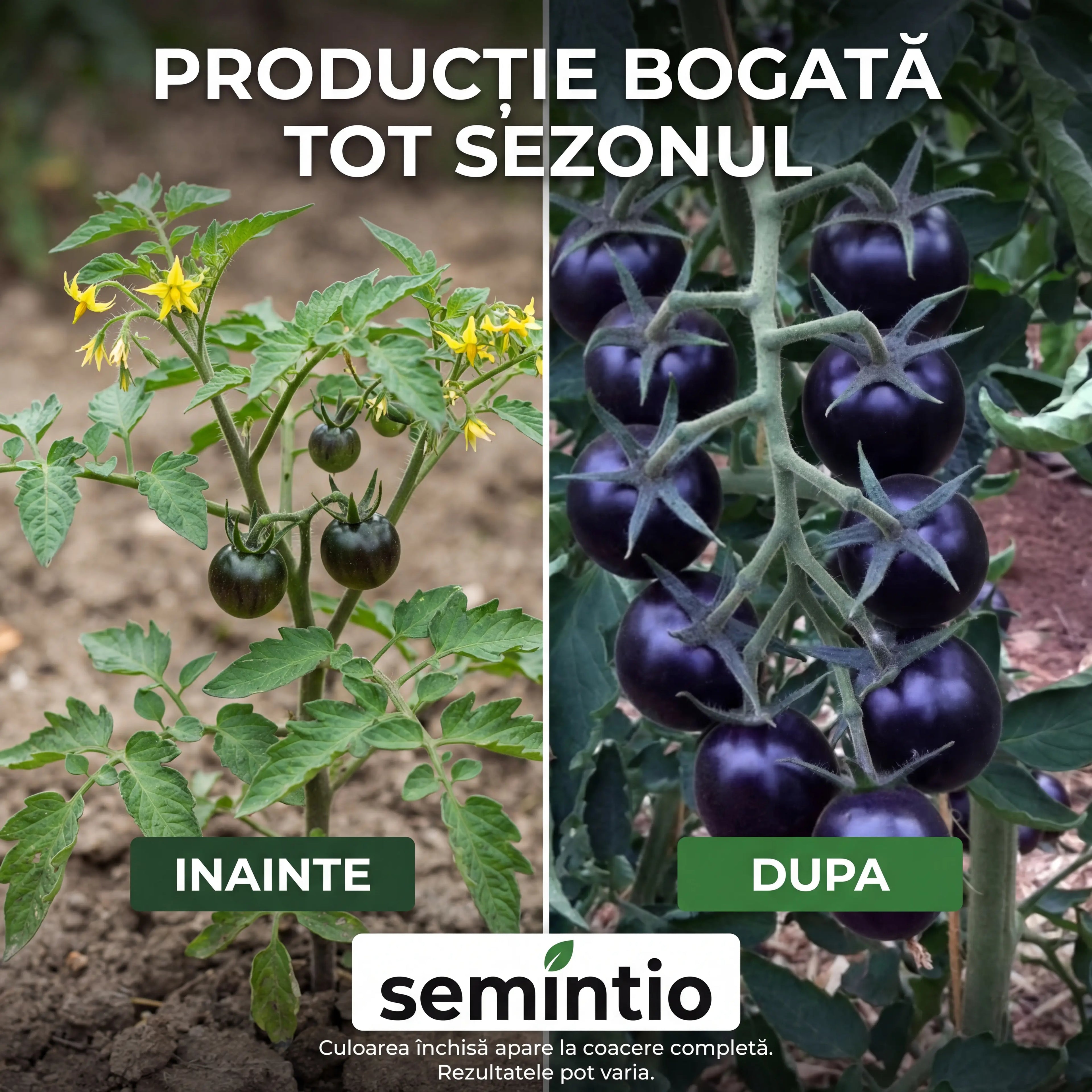 Rosii Cherry Negre - Semintio