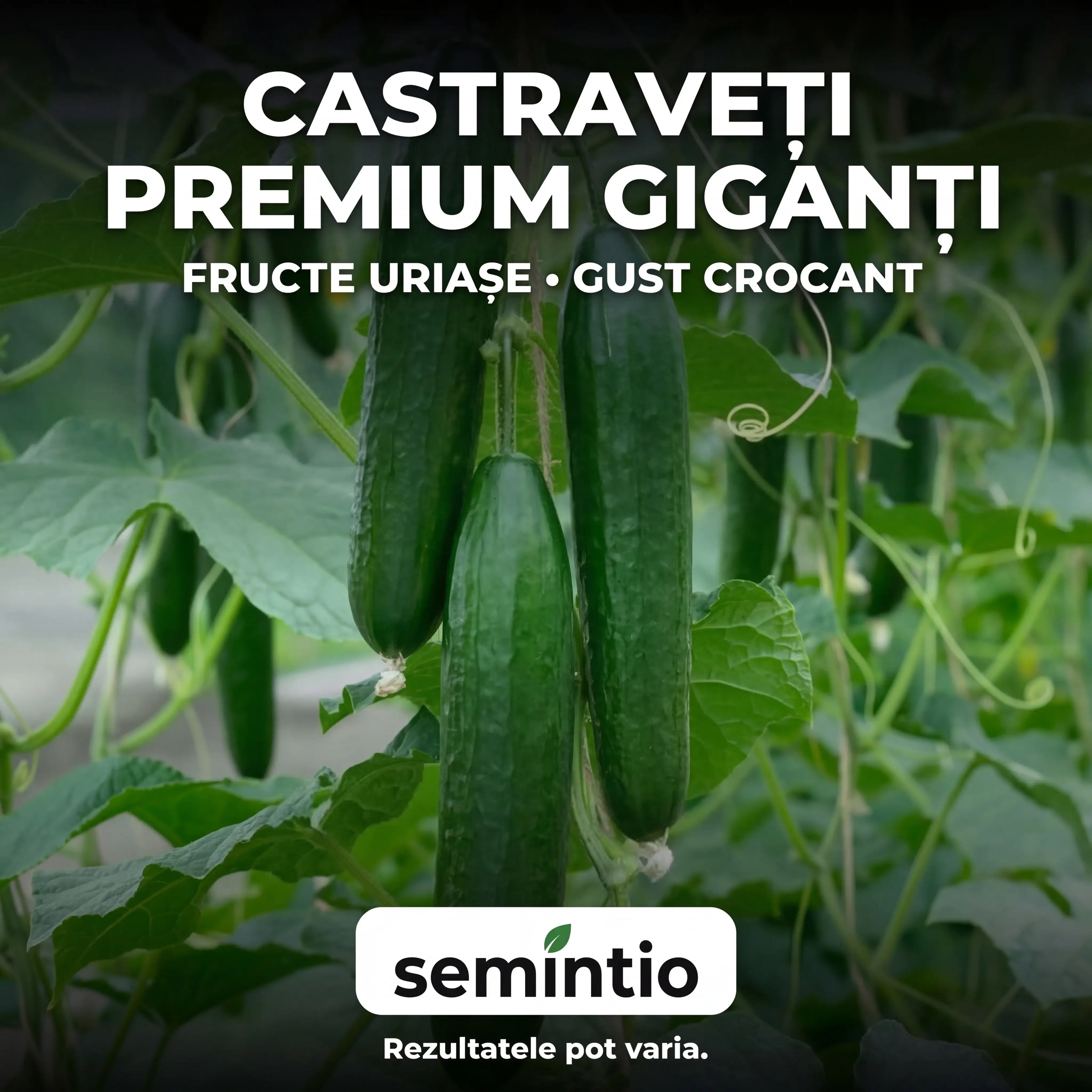 Castraveți Gigant - direct din grădina ta
